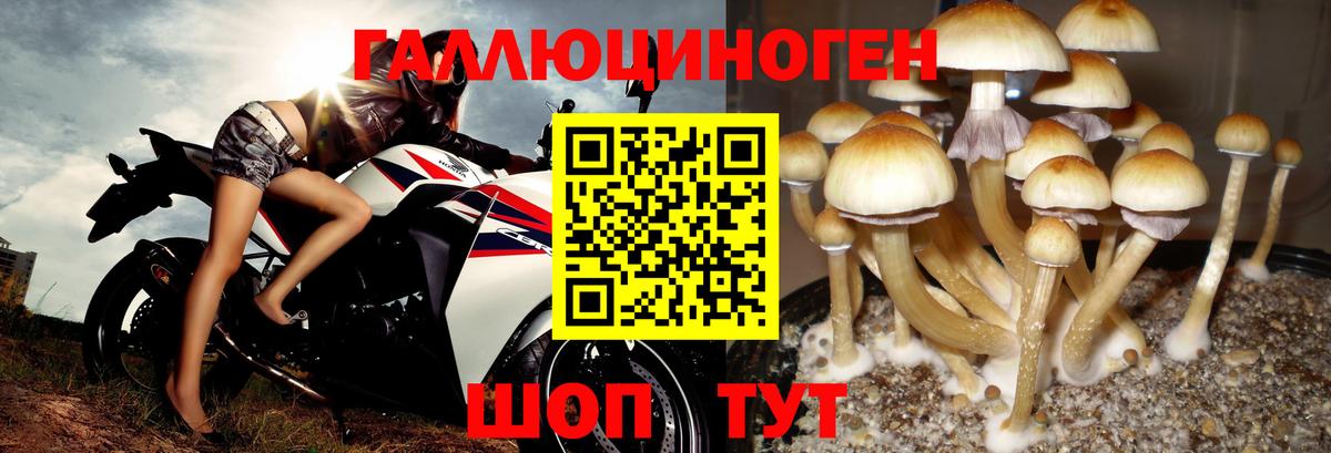 Псилоцибиновые грибы Cubensis Сатка